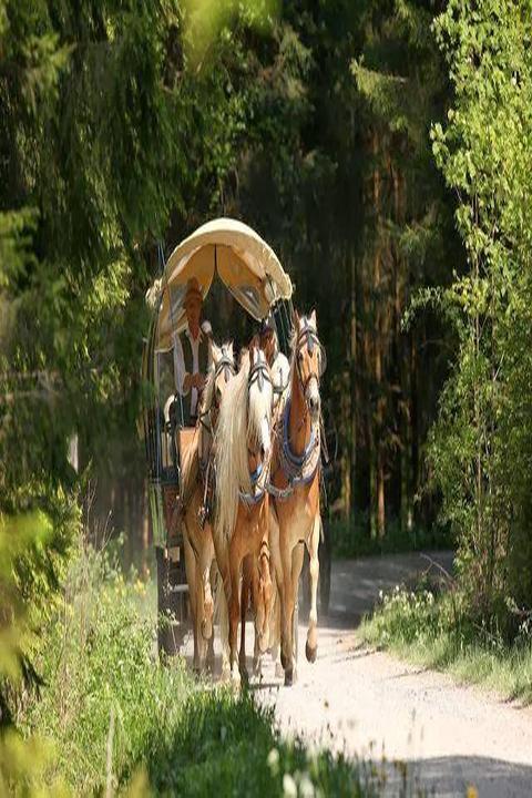 Haflinger Hof